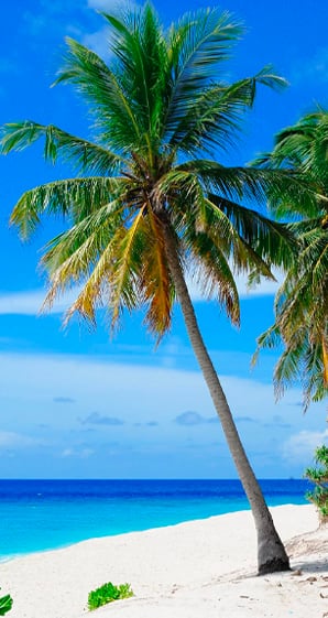 A Home Equity Loan can finance a vacation with palm trees and white sandy beaches by the ocean.
